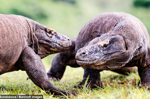 komodo_dragons_fighting