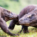 komodo_dragons_fighting