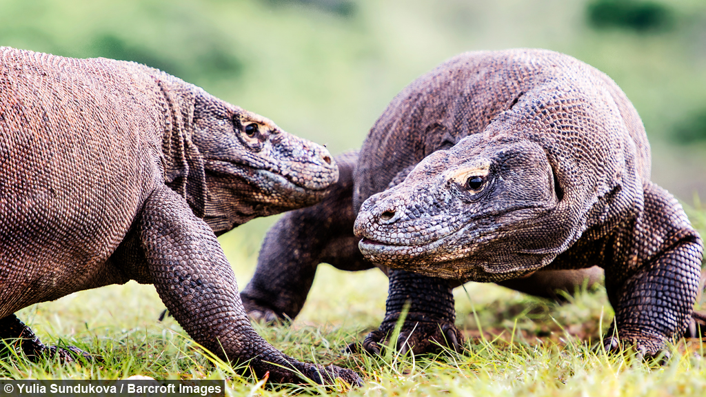 komodo_dragons_fighting